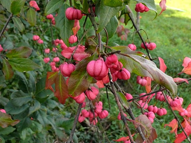 Fusain d'Europe, euonymus europaeus
