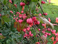 Fusain d'Europe, euonymus europaeus, les capsules