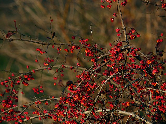 Fruits du fusain