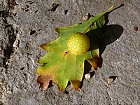 Cynips du chêne, cynips quercus folii