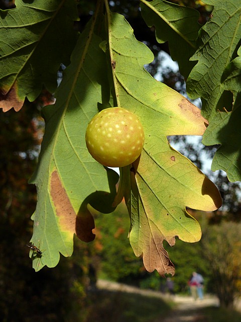 Cynips du chne, cynips quercus folii