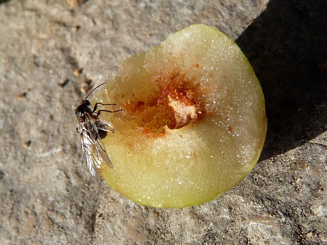 Cynips du chne, cynips quercus folii