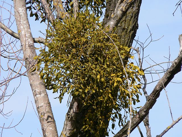 Gui, viscum album