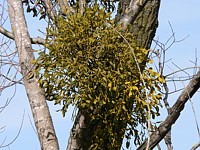 Gui blanc, viscum album