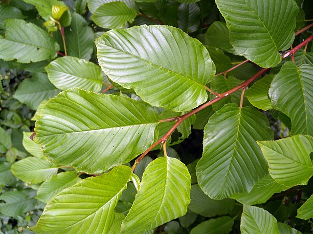 Htre commun, fagus silvatica