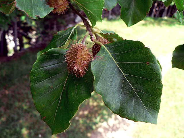 Htre commun, fagus silvatica