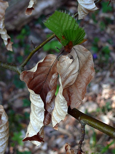 Feuilles du htre