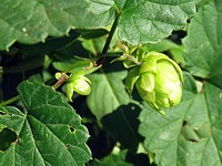 Houblon, humulus lupulus