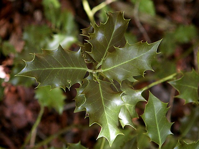 Houx, ilex aquifolium