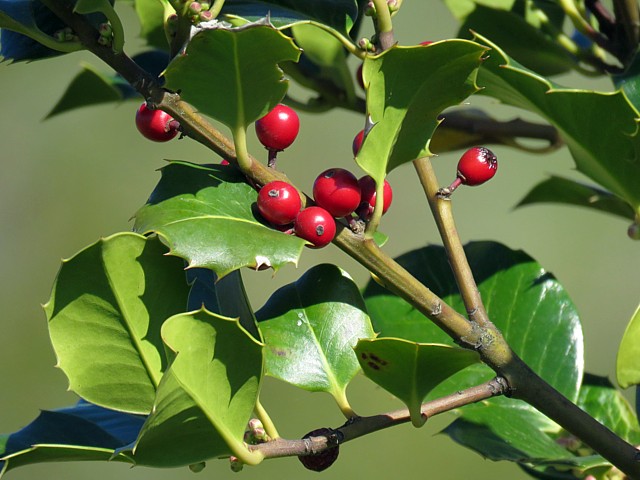 Houx, ilex aquifolium, fruits du houx