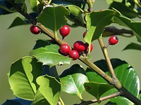Houx et ses fruits