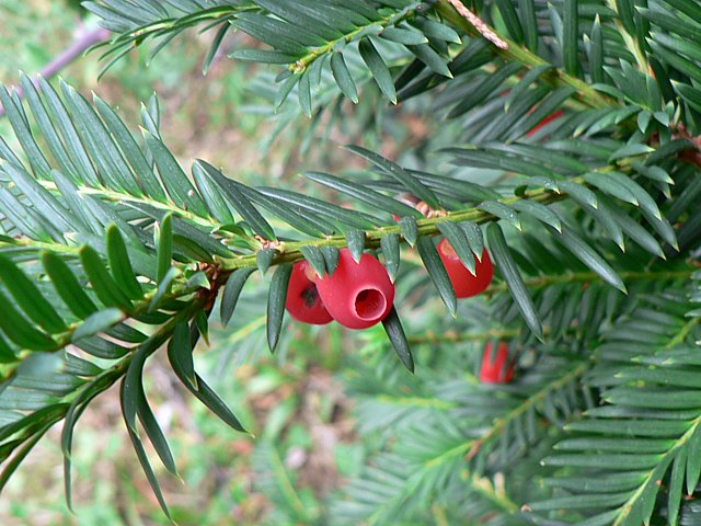 If commun, taxus baccata