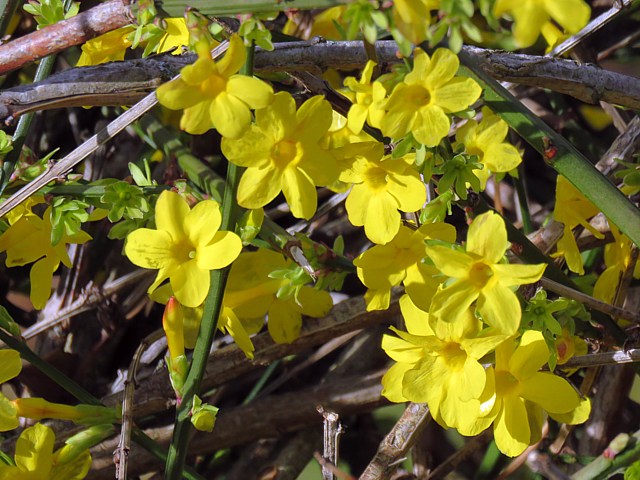 Jasmin, jasminun nudiflorum