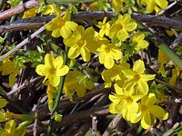Jasmin à fleurs nues, jasminum nudiflorum