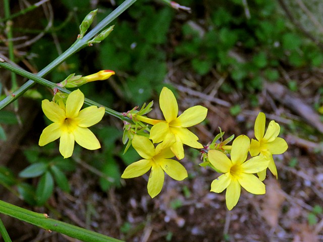 Jasmin  fleurs nues, jasminun nudiflorum