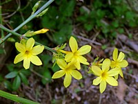 Jasmin à fleurs nues, jasminum nudiflorum