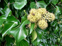 Lierre, hedera helix