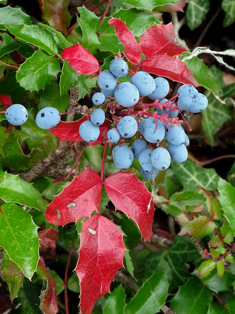 Mahonie, mahonia aquifolium