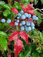 Mahonie, mahonia aquifolium