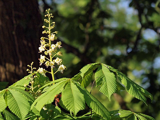 Fleur du marronnier d'Inde, aesculus hippocastanum