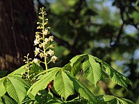 Marronnier d'Inde, aesculus hippocastanum