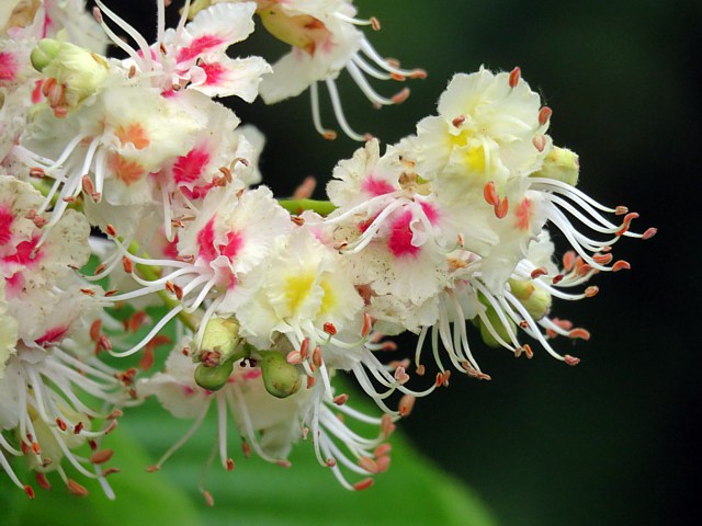 Marronnier d'Inde, aesculus hippocastanum