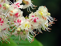 Fleurs de marronnier