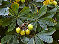Marronnier d'Inde et ses fruits