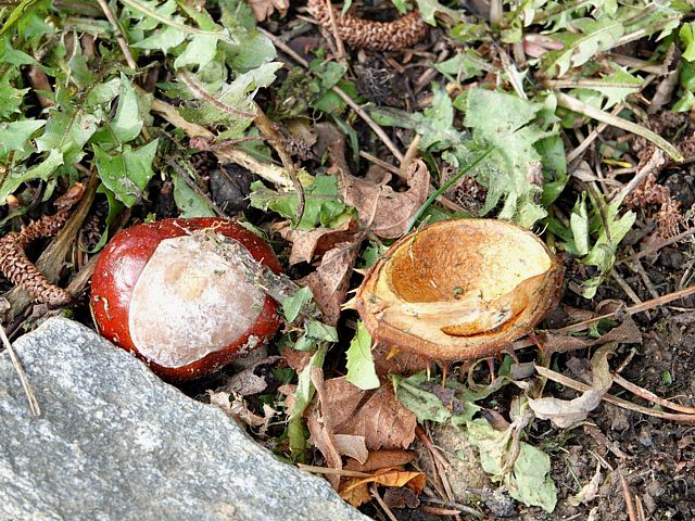 Bogues de marronnier