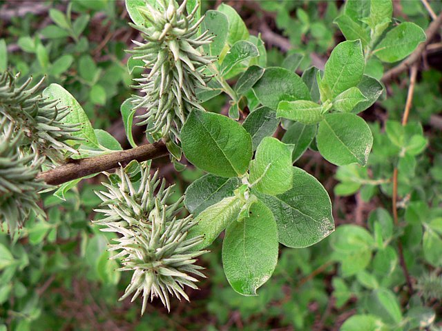 Saule marsault, salix caprea