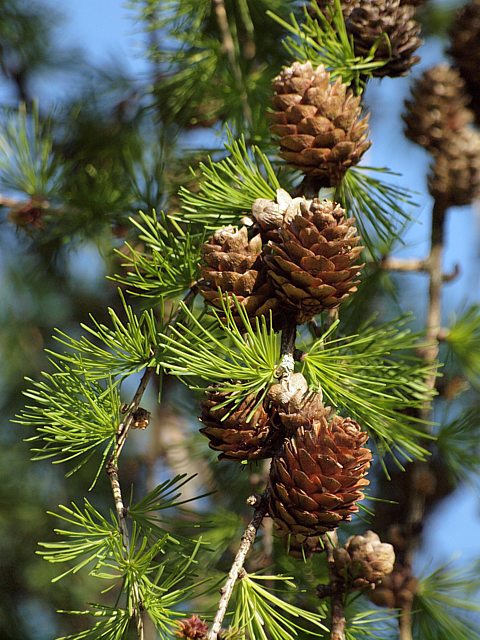 Mlze d'Europe, larix decidua