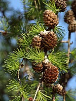 Mélèze d'Europe, larix decidua