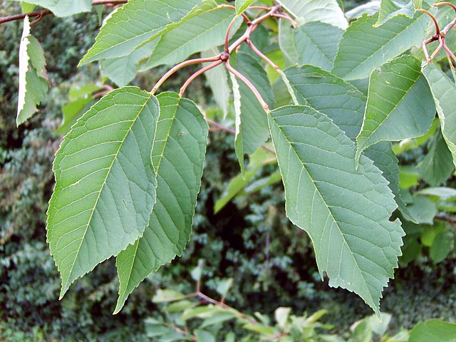 Merisier, prunus avium