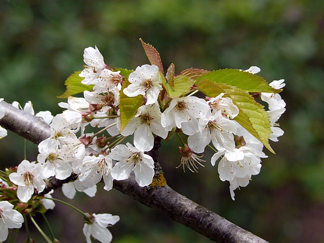 Merisier en fleurs