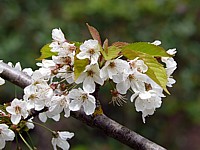 Merisier, prunus avium