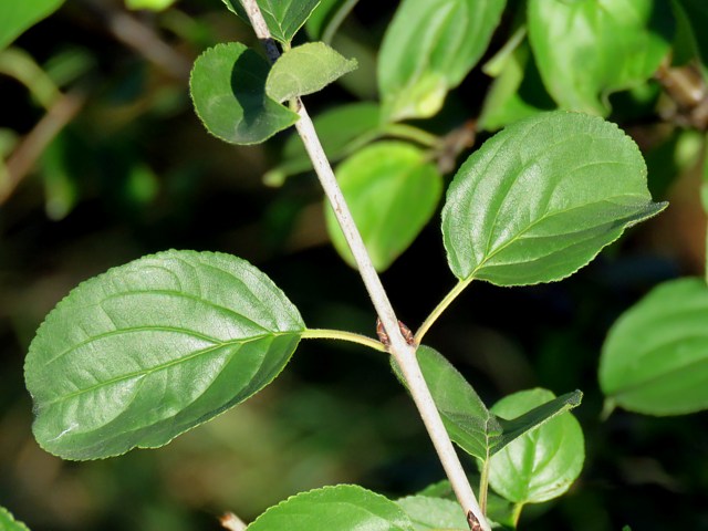 Nerprun purgatif, rhamnus cathartica