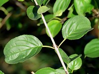 Nerprun purgatif, rhamnus cathartica