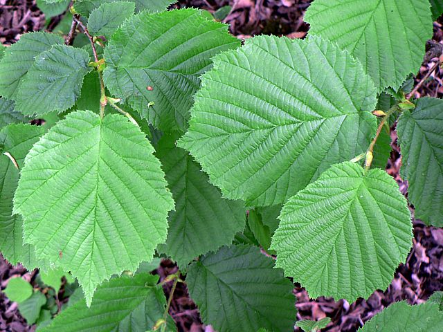 Noisetier, corylus avellana