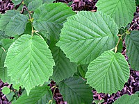 Noisetier, corylus avellana
