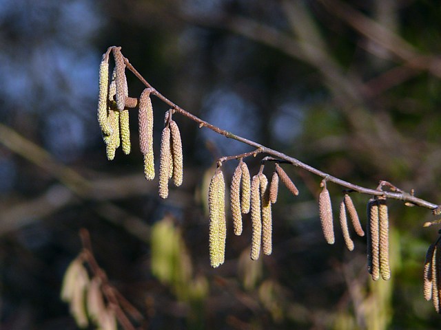 Fleurs mâles du noisetier