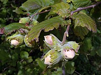 Noisettes