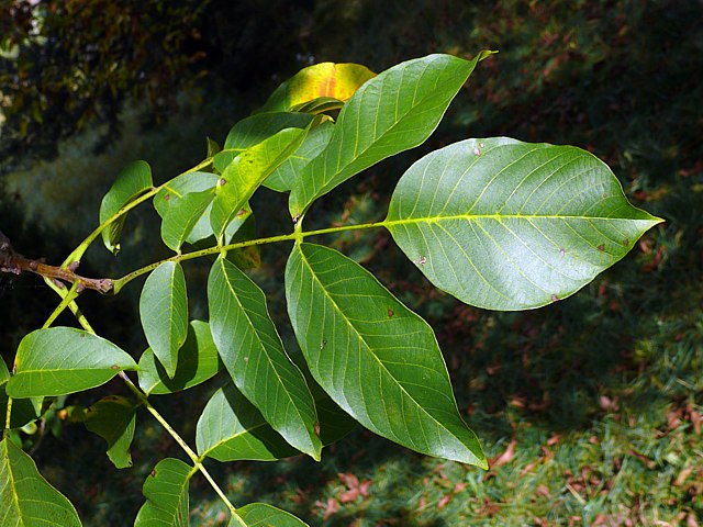 Noyer, juglans regia