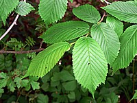 Orme champêtre, ulmus minor
