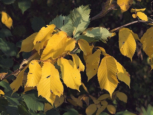 Orme champtre, ulmus minor
