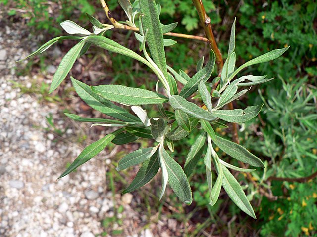 Osier blanc, salix viminalis