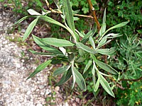 Osier blanc, salix viminalis