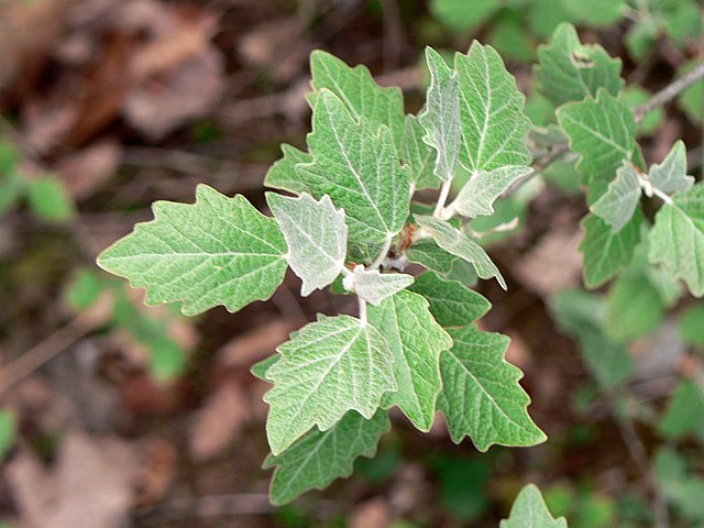 Peuplier tremble, populus tremula