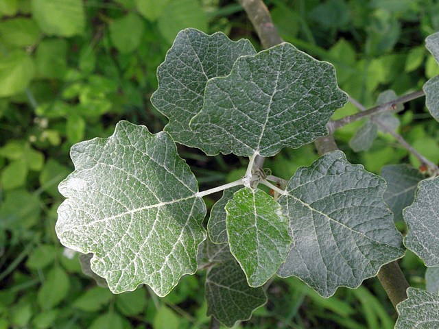 Peupliergrisard, populus canescens