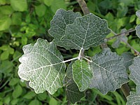 Peuplier grisard, populus canescens