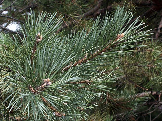 Pin sylvestre, pinus silvestris
